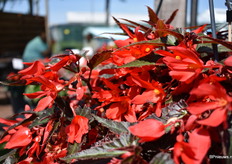 De Bossa Nova Nightfever Rossa opvallend door het donkere blad en de heldere bloemen.